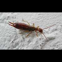 Woodland Earwig