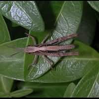 Common Field Grasshopper