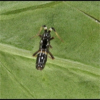 Springtail