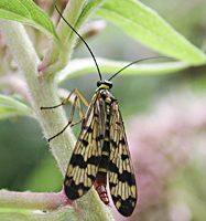 foto van schorpioenvlieg, Panorpa vulgaris