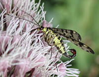 foto van schorpioenvlieg, Panorpa vulgaris