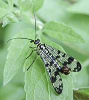 foto van schorpioenvlieg, Panorpa vulgaris