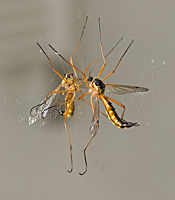 photograph of Ctenophora pectinicornis