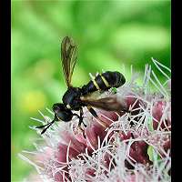 Wasp Fly