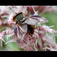 Picture of Phasia hemiptera