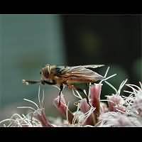 Foto van Phasia hemiptera