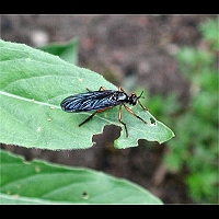 Photograph of Dioctria oelandica