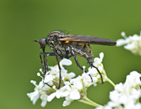 Foto van Empis tesselata