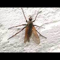 Photograph of Empis tessellata