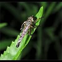 picture of Common Awl Robberfly