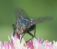 foto van Roodwangbromvlieg, Calliphora vicina