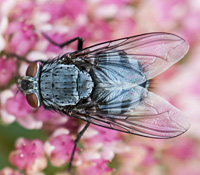 foto van Roodwangbromvlieg, Calliphora vicina