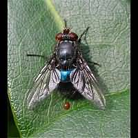 picture of Bluebottle, Calliphora vicina