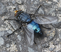 picture of  , Cynomya mortuorum