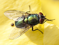 foto van Groene vleesvlieg, Lucilia sp.