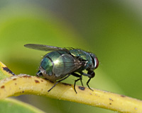 foto van Groene vleesvlieg, Lucilia sp.