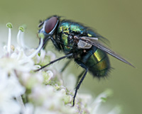 foto van Groene vleesvlieg, Lucilia sp.