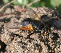 foto van Schorsvlieg, Mesembrina meridiana