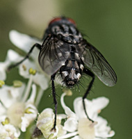 picture of Grey Fleshfly, Sarcophaga sp.