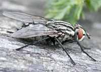 picture of Grey Fleshfly, Sarcophaga sp.