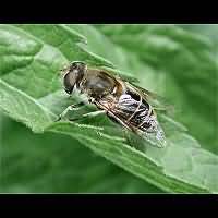 picture Eristalis arbustorum