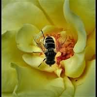 picture Eristalis arbustorum