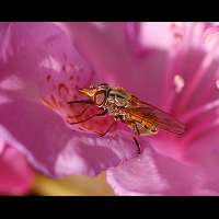 Photograph of Heineken Fly