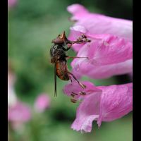 Photograph of Heineken Fly