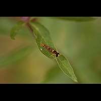 foto van de grote langlijfzweefvlieg, Sphaerophoria scripta