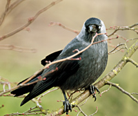 foto 2 van een kauw, Corvus Monedula