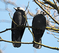 foto van kauw / kauwtje, Corvus Monedula