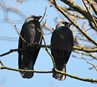 foto van kauw / kauwtje, Corvus Monedula