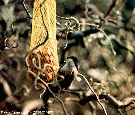 Marsh Tit