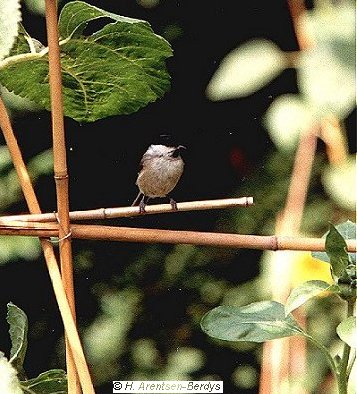 Parus palustris