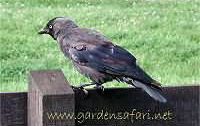 foto4 van kauw / kauwtje, Corvus Monedula