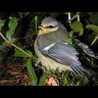 Parus caeruleus