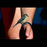 Blue Titmouse