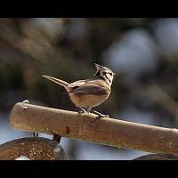 Crested Tit