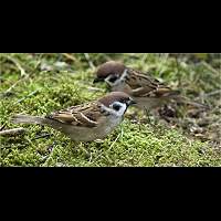 Passer montanus