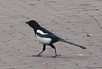 Magpie