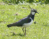 foto van een kievit (Vanellus vanellus)