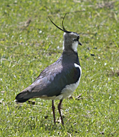 photo of Northern Lapwing (Vanellus vanellus)