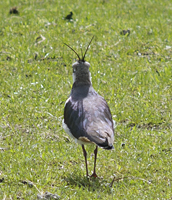 foto van een kievit (Vanellus vanellus)