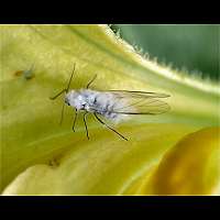 Photograph of a Woolly Plant Louse