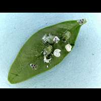 picture Boxwood Psyllid