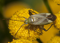 foto Adelphocoris lineolatus