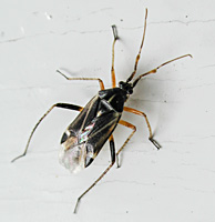 photograph Harpocera thoracica male