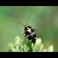 photograph Liocoris tripustulatus