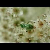 photograph Lygocoris pabulinus