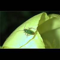 picture Lygocoris pabulinus